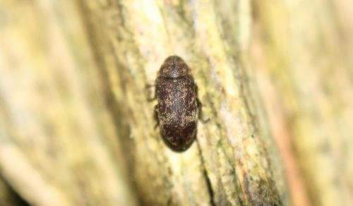 Xestobium rufovillosum